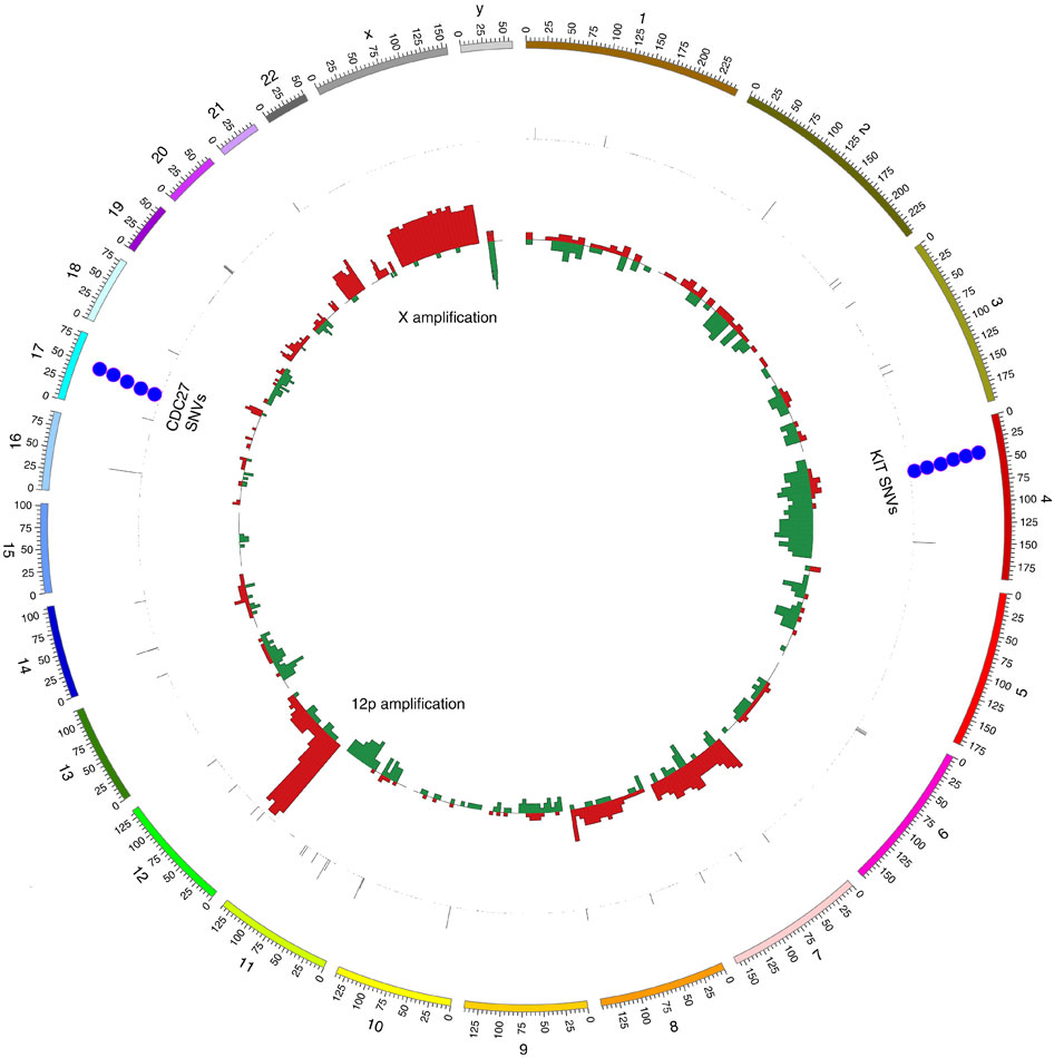 Copy number and single nucleotide variantions in 42 TGCT samples