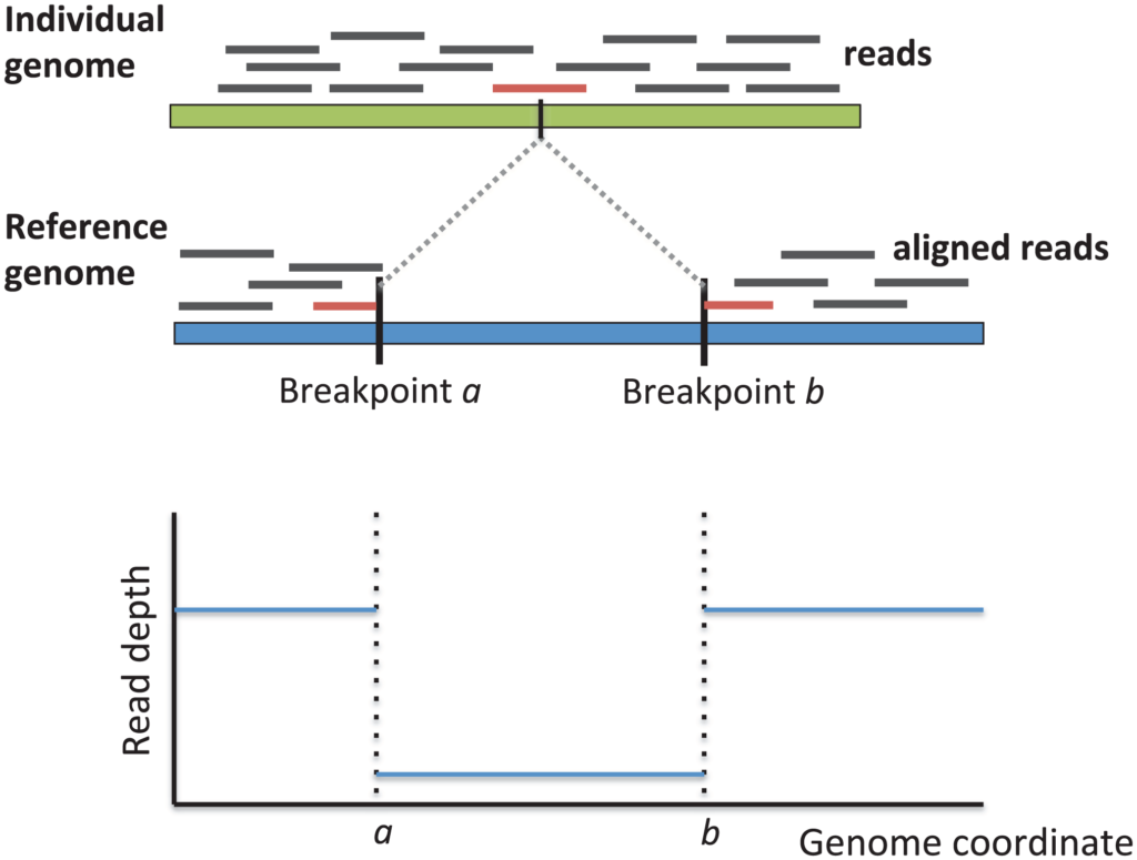 The breakpoints of a structural variant